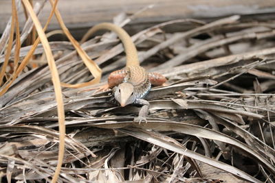 Bird's eye view of a lizard on a dry palm leaf