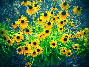 Close-up of yellow flower blooming in field