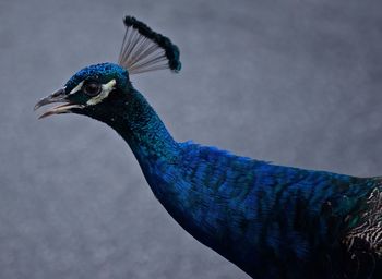 Close-up of peacock