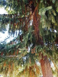 Low angle view of tree growing in forest