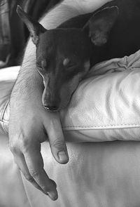 Cropped hand of man by dog on sofa at home
