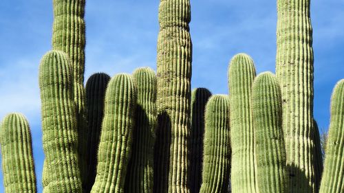 Low angle view of cactus plant against sky