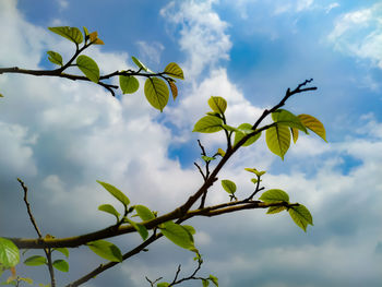 Low angle view of leaves against sky