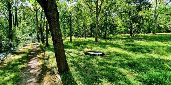 Trees on field in forest