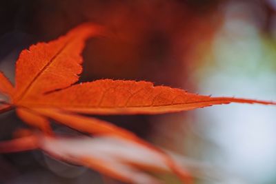 Close-up of dry maple leaf during autumn