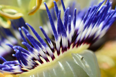 Close-up of flower blooming outdoors