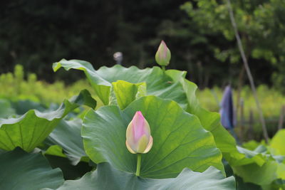 Close-up of pink lotus water lily