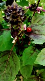 Close-up of beetle on plant