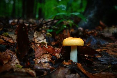 Close-up of mushroom growing in forest