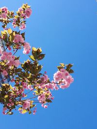 Low angle view of pink flowers against blue sky