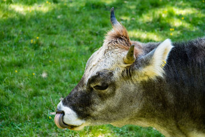 Close-up of an animal on field