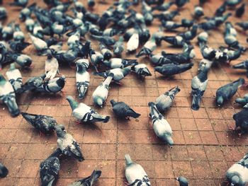 High angle view of pigeons feeding