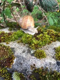 Close-up of snail on rock