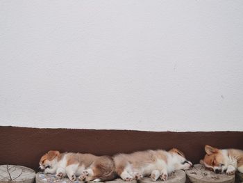 Cat relaxing on wall