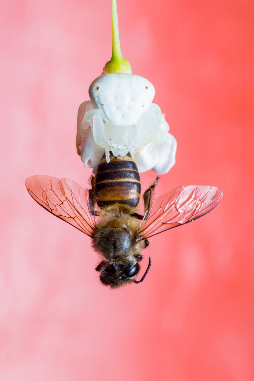 CLOSE-UP OF HONEY BEE POLLINATING FLOWER