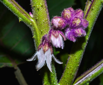 Close-up of honey bee on plant