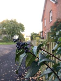 Close-up of fresh green tree against sky