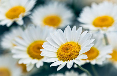 Close-up of white daisy flowers