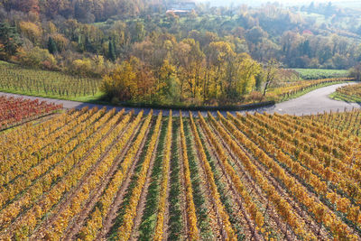 Scenic view of agricultural field during autumn