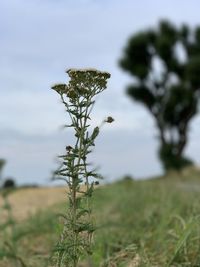 Close-up of flower growing on field against sky