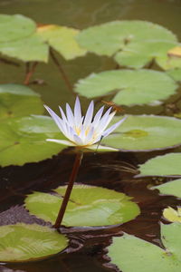 Close-up of lotus water lily in pond