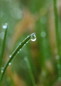 Close-up of raindrops on leaf