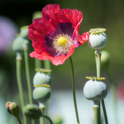 Close-up of red poppy flower