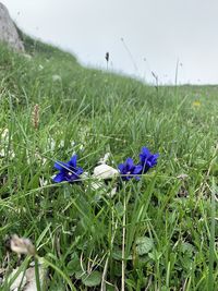 Close-up of purple flowering plants on field