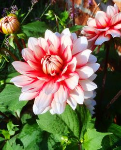 Close-up of flowers blooming outdoors