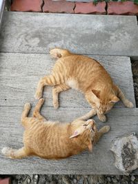 High angle view of cats sleeping