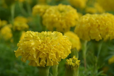 Close-up of yellow marigold blooming outdoors