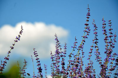 Low angle view of flowers against blue sky