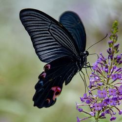 Close-up of butterfly pollinating on flower