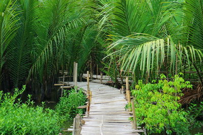 Boardwalk amidst bamboos in forest