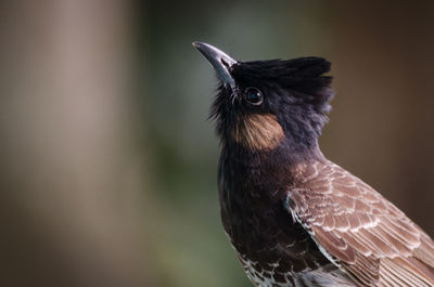 Close-up of bird perching outdoors