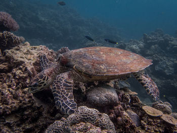 Close-up of crab on rock in sea