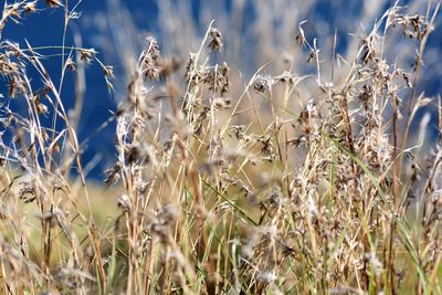 Close-up of stalks in field against sky