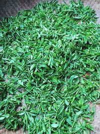 Full frame shot of green plants