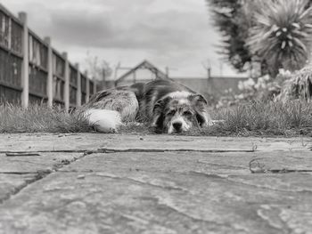 Portrait of dog relaxing on patio