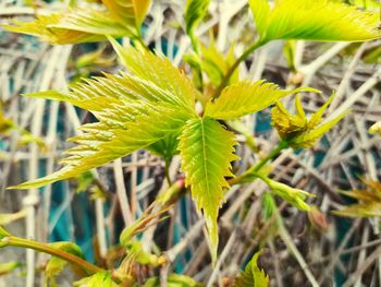 Close-up of yellow leaves on plant