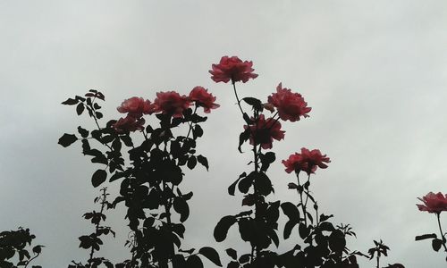 Low angle view of pink flowers blooming against sky