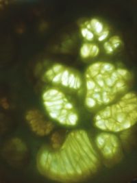 Extreme close up of green leaf