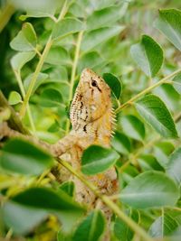 Close-up of butterfly on plant