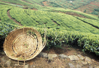 High angle view of wicker basket on tea farm