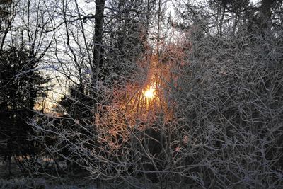 View of bare trees in forest during winter