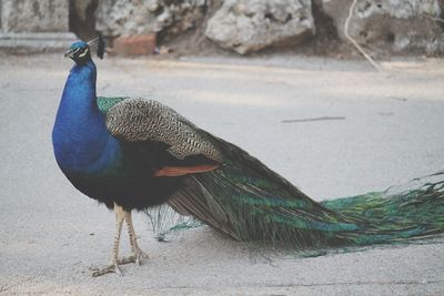 Close-up of a peacock