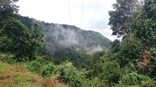 Trees growing in forest