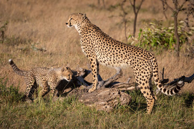 Cheetahs on field in forest