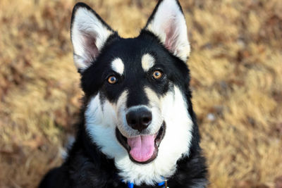 Close-up portrait of dog