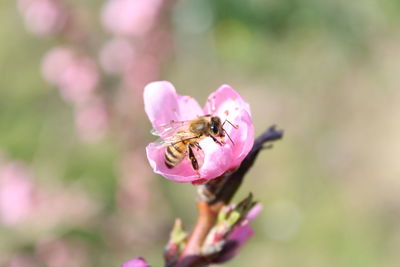 Close-up of bee pollinating flower